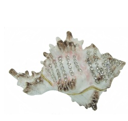 conch shell enamel